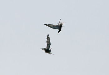 White-cheeked Tern fight and courtship.