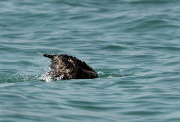 Fototapeta premium Socotra cormorant bathing