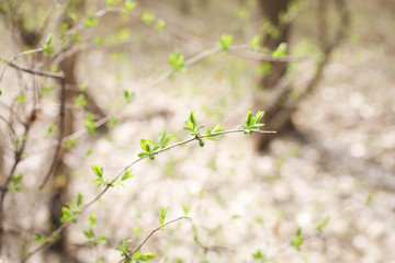 Little Spring Twig