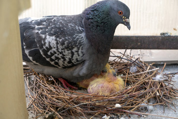 two little yellow newborn pigeon chicks lie naked without feathers in the nest on the balcony, shaking because of the cold and waiting for the food from their father