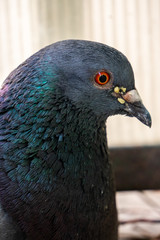 Close portrait of the head of a male pigeon. Translucent corrugated glass wall in the background