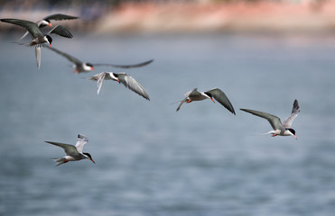 White-cheeked Terns searching fish