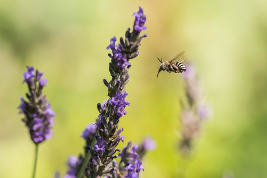 Anthophora bimaculata dans un champ de lavande