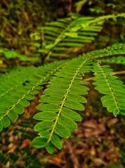 green fern leaf