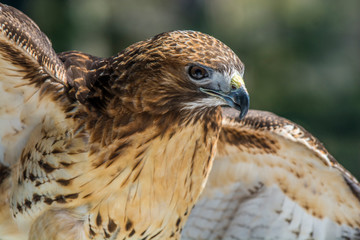 Hawk at Adirondack Wildlife Refuge Upstate New York