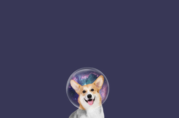 Cute Welsh Corgi. Happy dog. Beautiful picture of Welsh Corgi