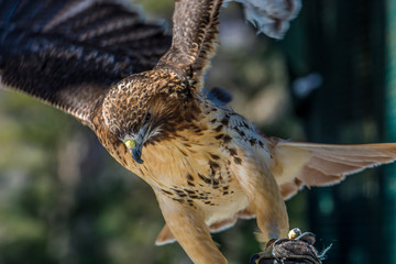 Hawk at Adirondack Wildlife Refuge Upstate New York