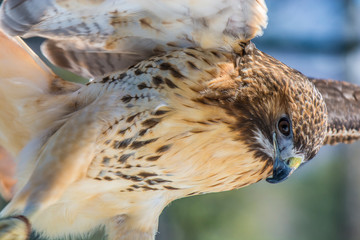 Hawk at Adirondack Wildlife Refuge Upstate New York
