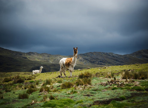 Mother and baby alpaca in Chaullacocha village, Andes Mountains, Peru, South America