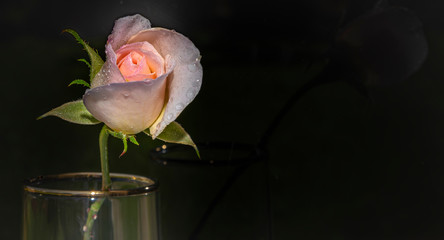 Pink rose in a glass with copy space for text 