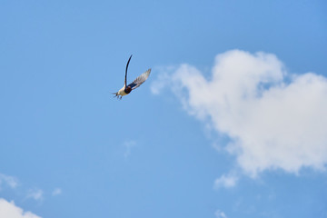 Barn Swallow ( Hirundo Rustica ) in flight