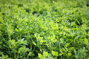Alfalfa or lucerne plants Medicago sativa, perennial flowering plant - obrazy, fototapety, plakaty