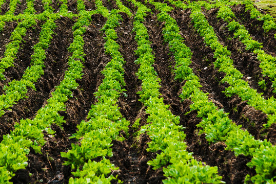Potato crops in Chaullacocha village, Andes Mountains, Peru, South America