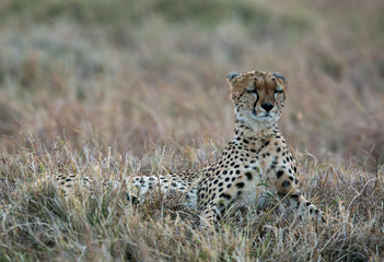 Cheetah resting in Masai Mara Grassland