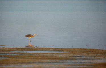 Purple Heron