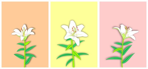 Flower pictures white lilies on pastel background art illustration