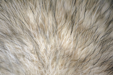 wool fur of animals macro