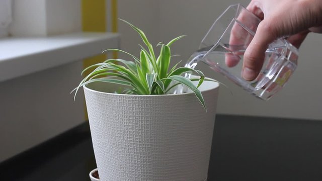 Green chlorophytum in pot on windowsill indoor. The concept of saving nature in the world. Full HD video clip 25fps.