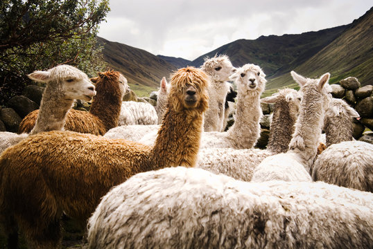 Group of alpaca in the mountains, Chaullacocha village, Andes Mountains, Peru, South America