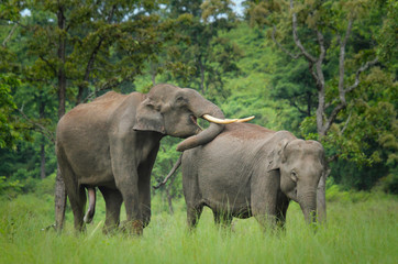 Fototapeta na wymiar Asian Elephant Mating