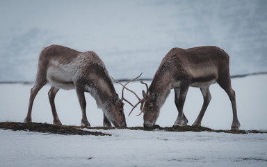 Reindeer in a winter landscape in Iceland © Rasmus