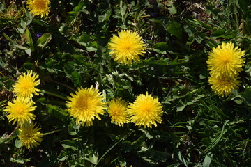 Yellow dandelion flowers