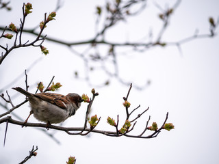 sparrow eating new leaves on branch in spring