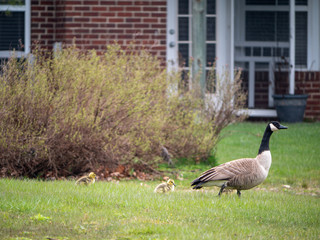 canada geese family on the grass near lake