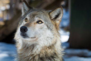 Wolf at Adirondack Wildlife Refuge Upstate New York