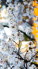 beautiful pink Cherry blossom flower in the garden