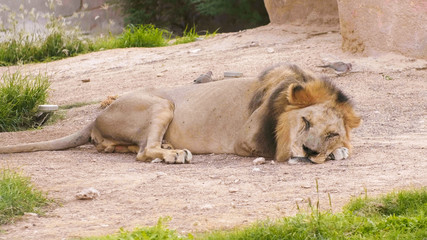 Naklejka na ściany i meble A thin lion sleeps in a zoo.
