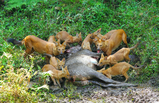 Dhole with kill of sambar deer