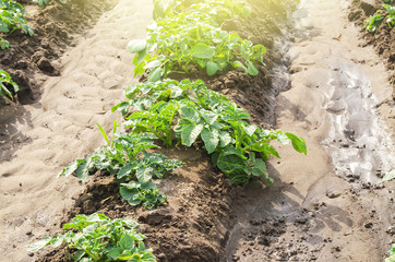 Young potato bushes landed in a row on a farm field. Agriculture and crop vegetables production. Agroindustry and agribusiness. Organic farming products. Watering, fertilizers and pest protection.