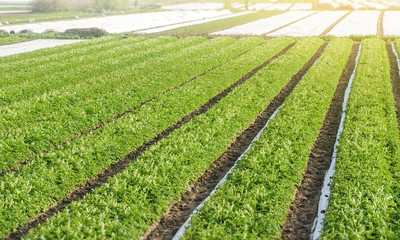 Rows plantation of potato bushes after agrofibre removal. Agroindustry and agribusiness....