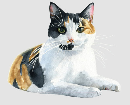 watercolor cat on gray background