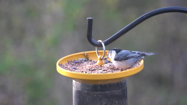 Close up of a grey nuthatch eating seeds on the bird feeder
