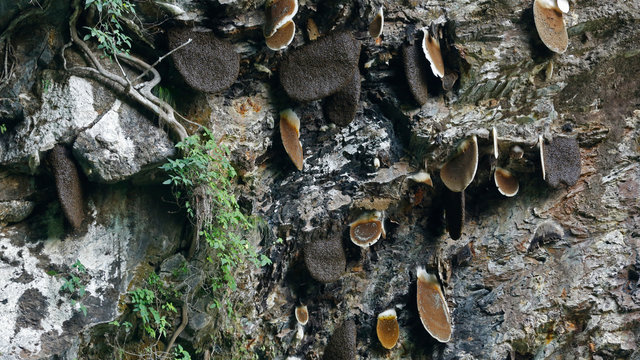 Nepali Traditional Art wild bee honey hunting in Nepal -  Honey Hunting in the dangerous mountain. Bee's Giant Nest on the Rock hill