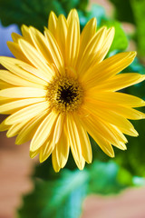 yellow gerber daisy flower plain