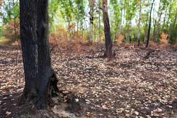Detail of a burnt tree trunk after a fire