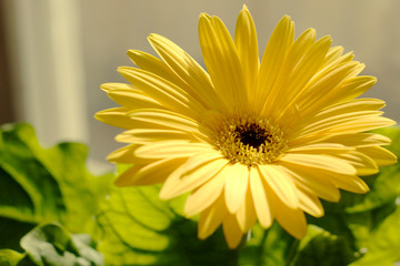 yellow gerbera daisy flower