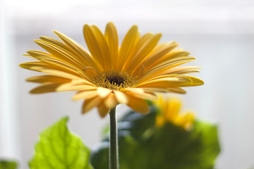 yellow daisy gerbera beautiful single flower horizontal