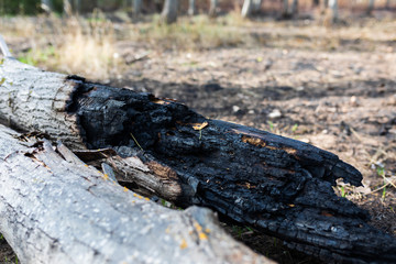 Fototapeta na wymiar Detail of a burnt tree trunk after a fire