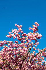 Blühender, rosa farbener Japanischer Kirschbaum