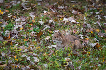Bobcat (Lynx rufus) Sits in Grass Looking Left Autumn