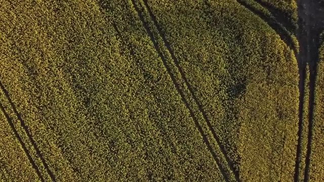 Flug &uuml;ber ein Rapsfeld mit einer Drohne