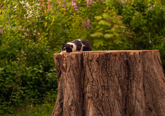 Naklejka na ściany i meble cat on a sleepy stump waiting for a fairy tale