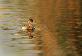 Little grebe in Buhair lake, Bahrain
