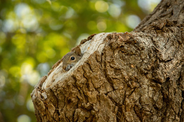Baby squirrel looking out of nest for mom