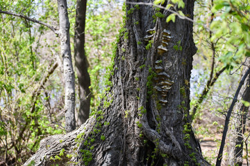 Shelf fungus on tree
