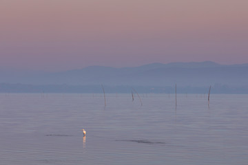 Pastel tone sunrise with crane bird and morning fog over the water of lake Trasimeno, reed in the front, hill silhouettes in the distance, Tuscany Italy. - 342158399